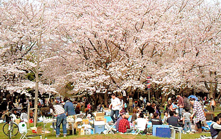 花見の料理はデリバリーで決まり 東京最安値のケータリングならseason